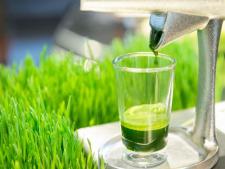 Fresh Wheatgrass Shot class=